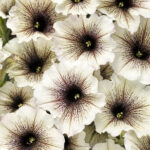 Petunia Supertunia Latte