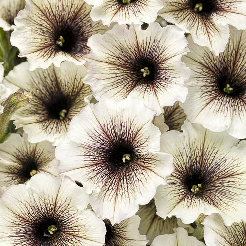 Petunia Supertunia Latte2
