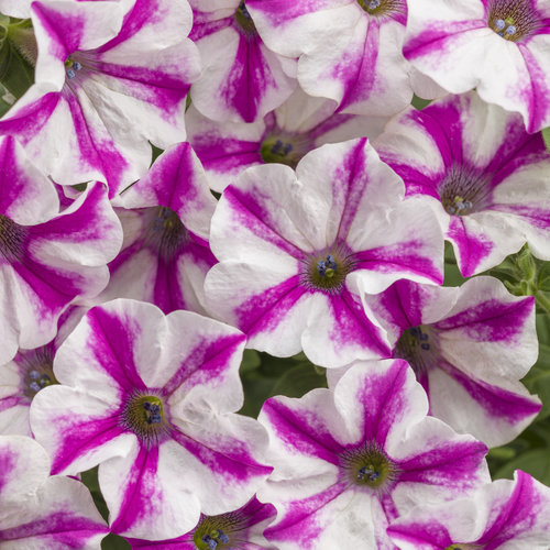 Petunia Supertunia Lovie Dovie