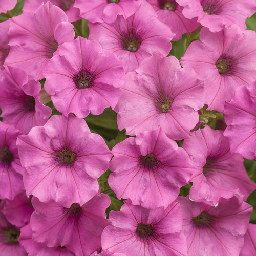 Petunia Supertunia Mini Vista Hot Pink