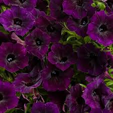 Petunia Supertunia Mini Vista Midnight