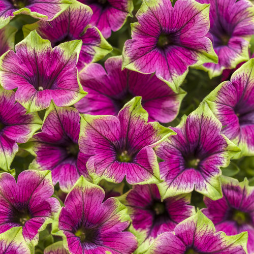 Petunia Supertunia Picasso in Purple