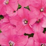 Petunia Supertunia Pink Giant