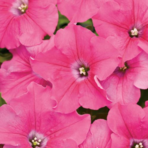 Petunia Supertunia Pink Giant