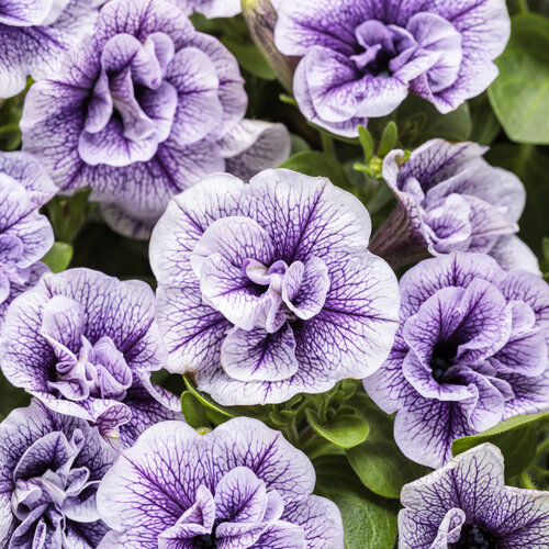 Petunia Supertunia Priscilla