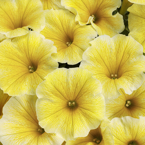Petunia Supertunia Saffron Finch