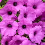 Petunia Supertunia Vista Jazzberry