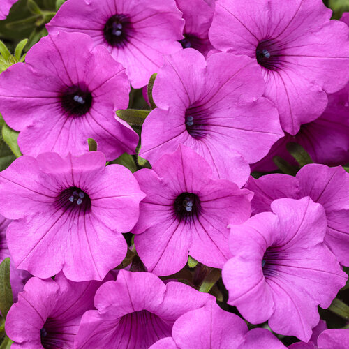 Petunia Supertunia Vista Jazzberry