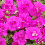 Petunia Surfina Double Rose