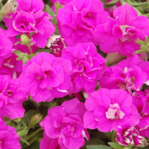 Petunia Surfina Double Rose