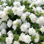 Petunia Surfina Double White