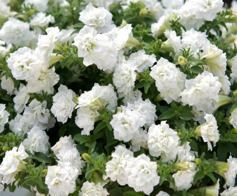 Petunia Surfina Double White