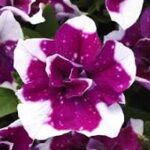 Petunia SweetSunshine Magenta Sky