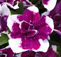Petunia SweetSunshine Magenta Sky