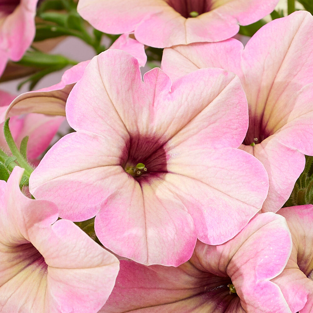 Petunia Tea Flamingo