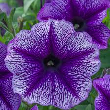 Petunia Tea Indigo Vein