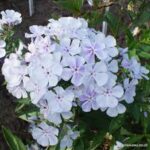 Phlox paniculata Flame Light Blue
