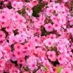 Phlox paniculata Flame Light Pink
