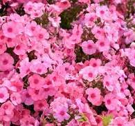 Phlox paniculata Flame Light Pink