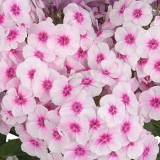 Phlox paniculata Flame Pro Baby Doll