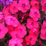 Phlox paniculata Flame Pro Cerise