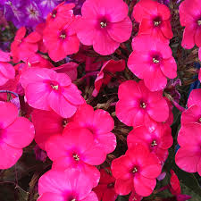 Phlox paniculata Flame Pro Cerise