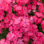 Phlox paniculata Glamour Girl