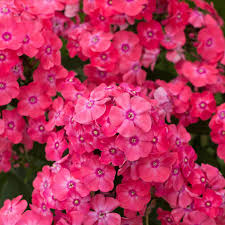 Phlox paniculata ‘Glamour Girl’