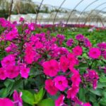 Phlox paniculata Super Ka Pow Fuchsia