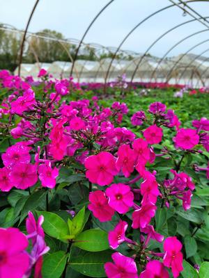 Phlox paniculata Super Ka Pow Fuchsia
