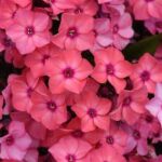 Phlox paniculata Super Ka-Pow Coral