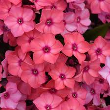 Phlox paniculata Super Kapow Coral