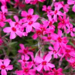 Phlox subulata Scarlet Flame