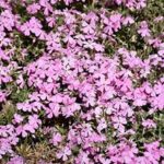 Phlox subulata Spring Soft Pink