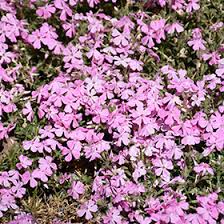 Phlox subulata Spring Soft Pink