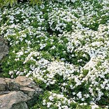Phlox subulata Spring White Delight