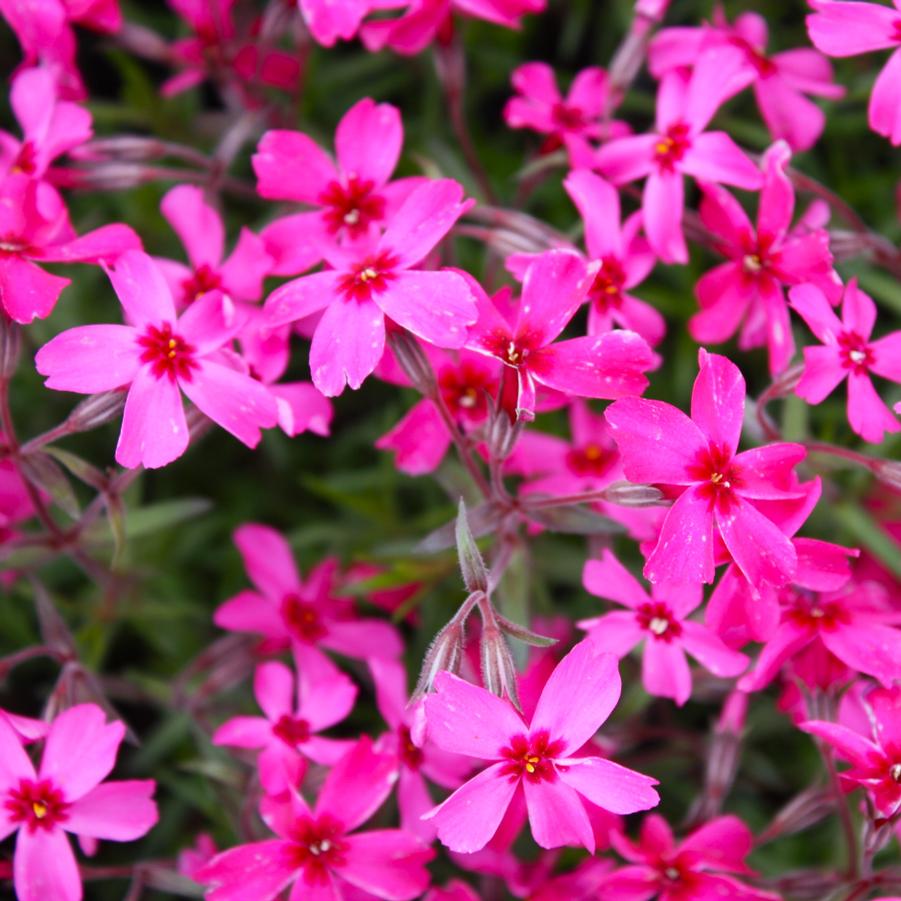 Phlox subulata