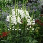 Physostegia virginiana Crystal Peak White