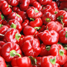 Pimento