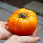 Tomato Heirloom Pineapple (Single)