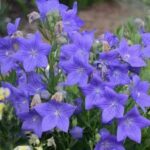 Platycodon grandiflorus Sentimental Blue