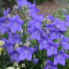 Platycodon grandiflorus Sentimental Blue