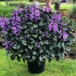 Plectranthus Lion Blue