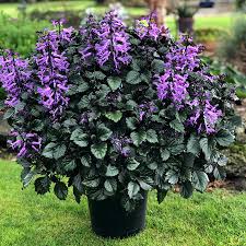 Plectranthus Lion Blue