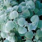 Plectranthus Nicolleta