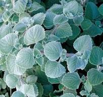 Plectranthus Nicolleta