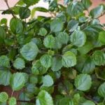 Plectranthus Swedish Ivy Green