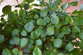 Plectranthus Swedish Ivy Green