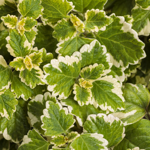 Plectranthus Swedish Ivy Variegatus