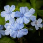 Plumbago auriculata Imperial Blue